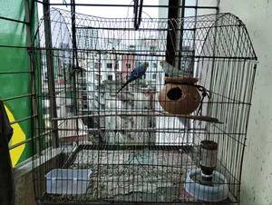 One Blue Rare Male Budgie and Not Rare Female Full Set Up