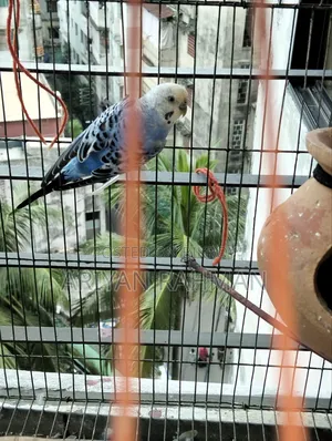 One Blue Rare Male Budgie and Not Rare Female Full Set Up