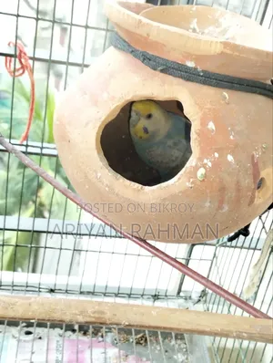 One Blue Rare Male Budgie and Not Rare Female Full Set Up