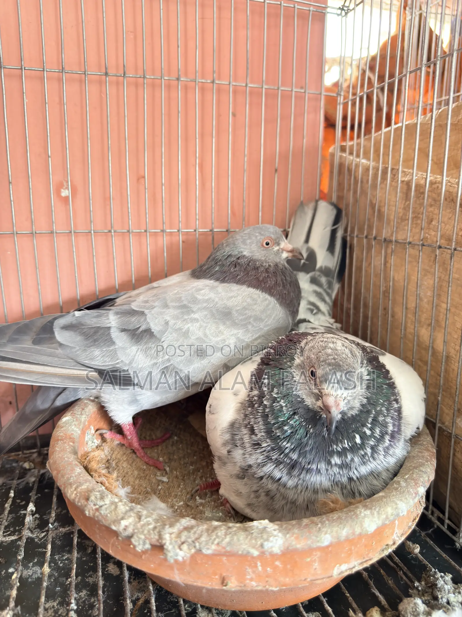 Two pairs of pet pigeons for sale!