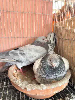 Two pairs of pet pigeons for sale!