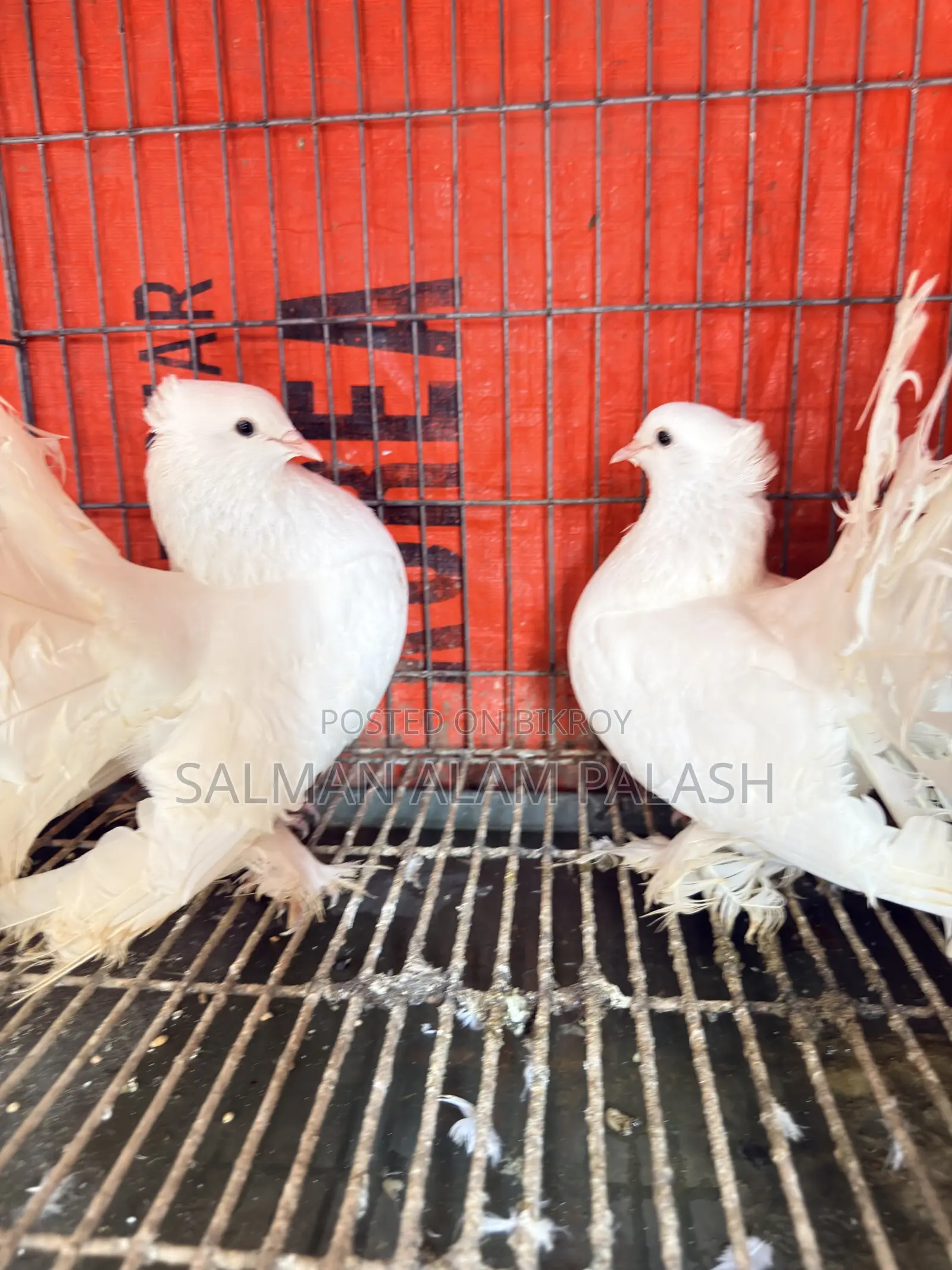 Two pairs of pet pigeons for sale!