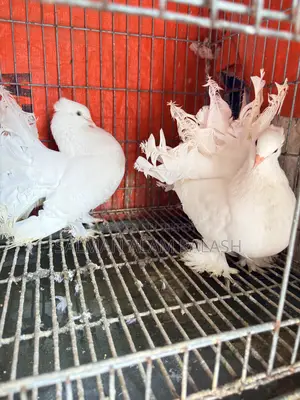 Two pairs of pet pigeons for sale!