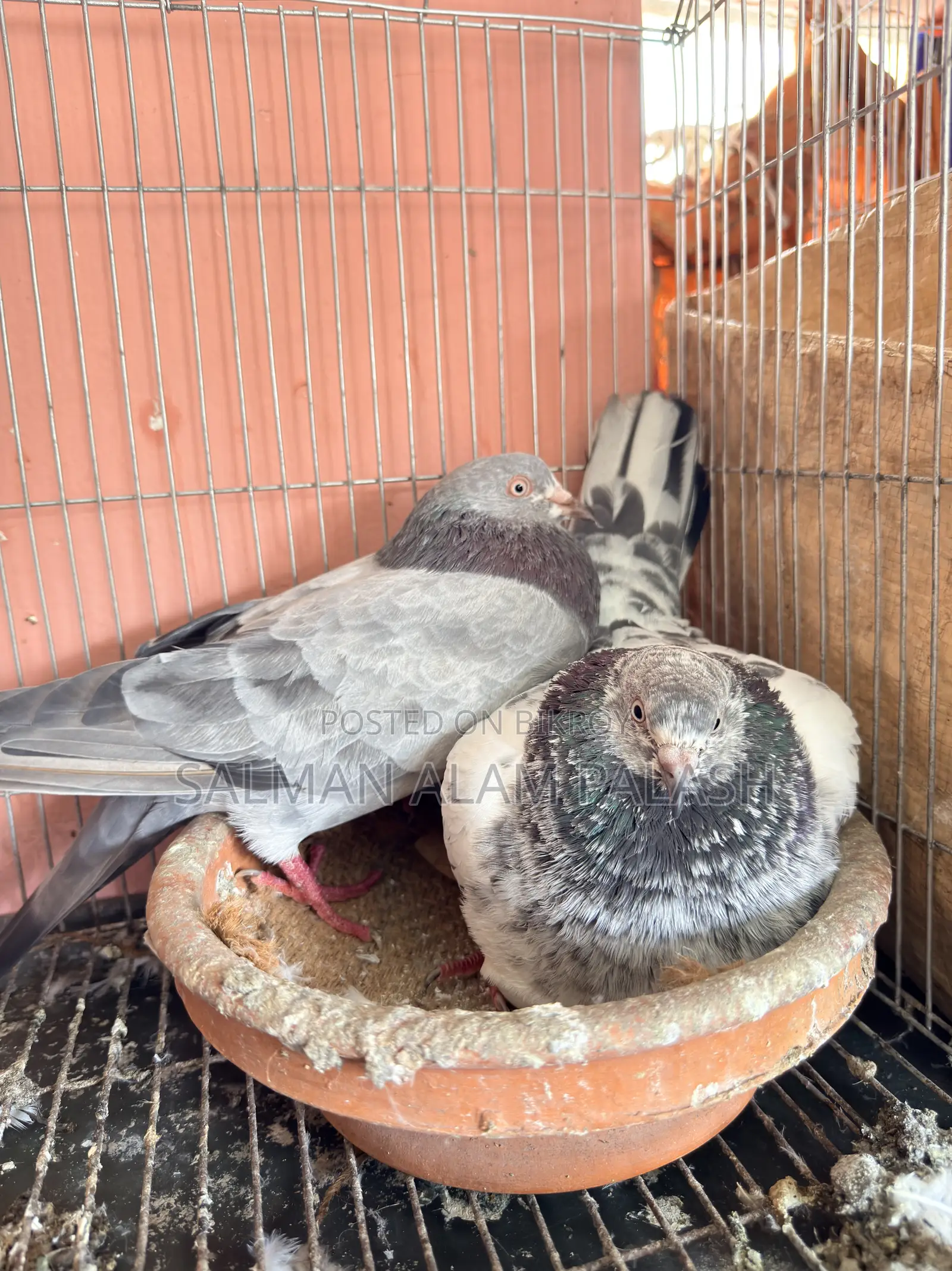 Two pairs of pet pigeons for sale!