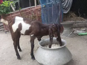 Good Breed Goat