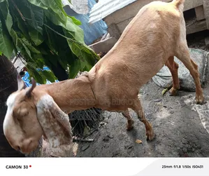 Goat for sale