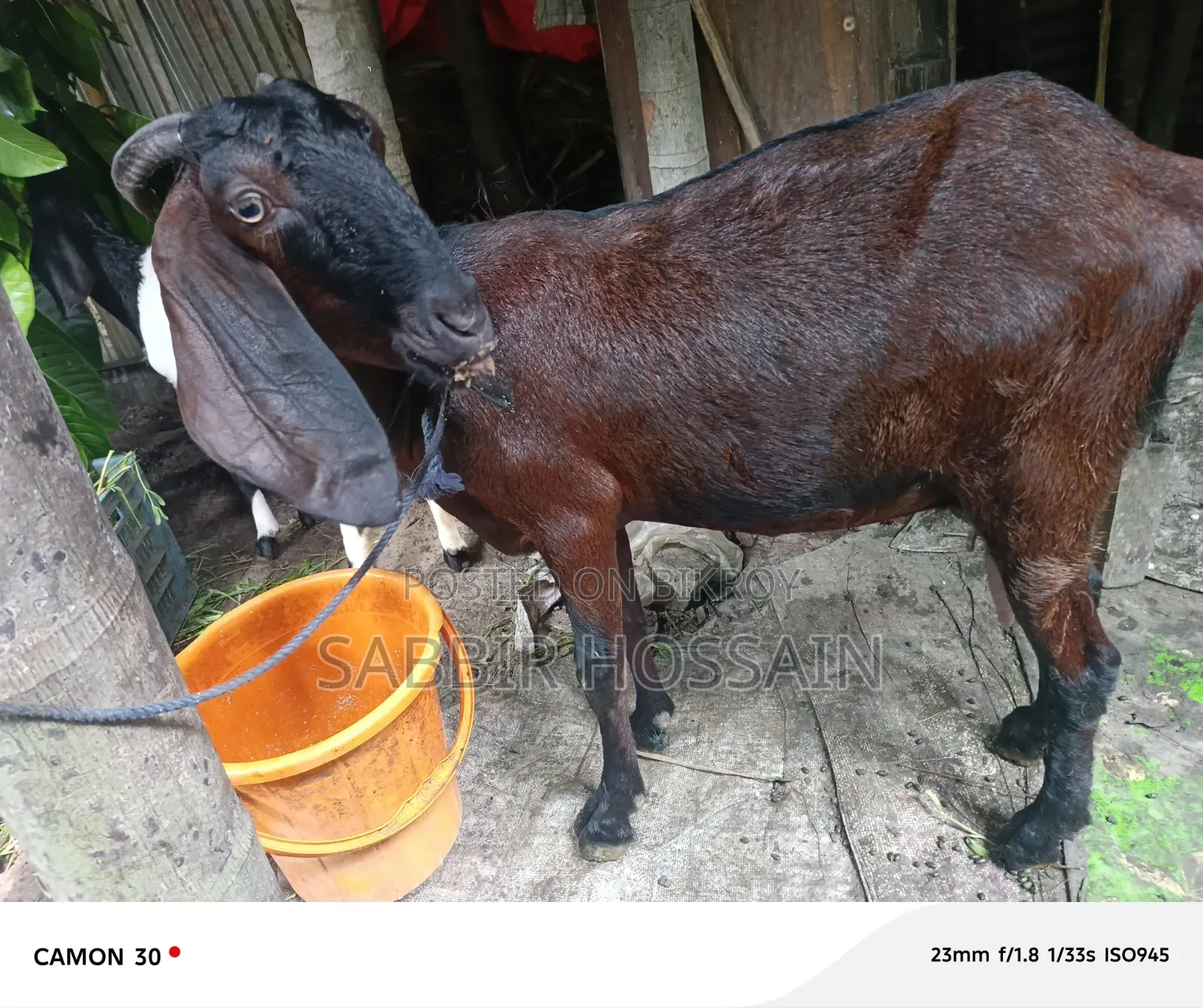 Goat for sale