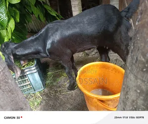 Goat for sale