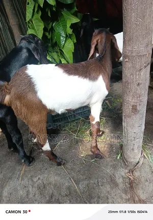 Goat for sale