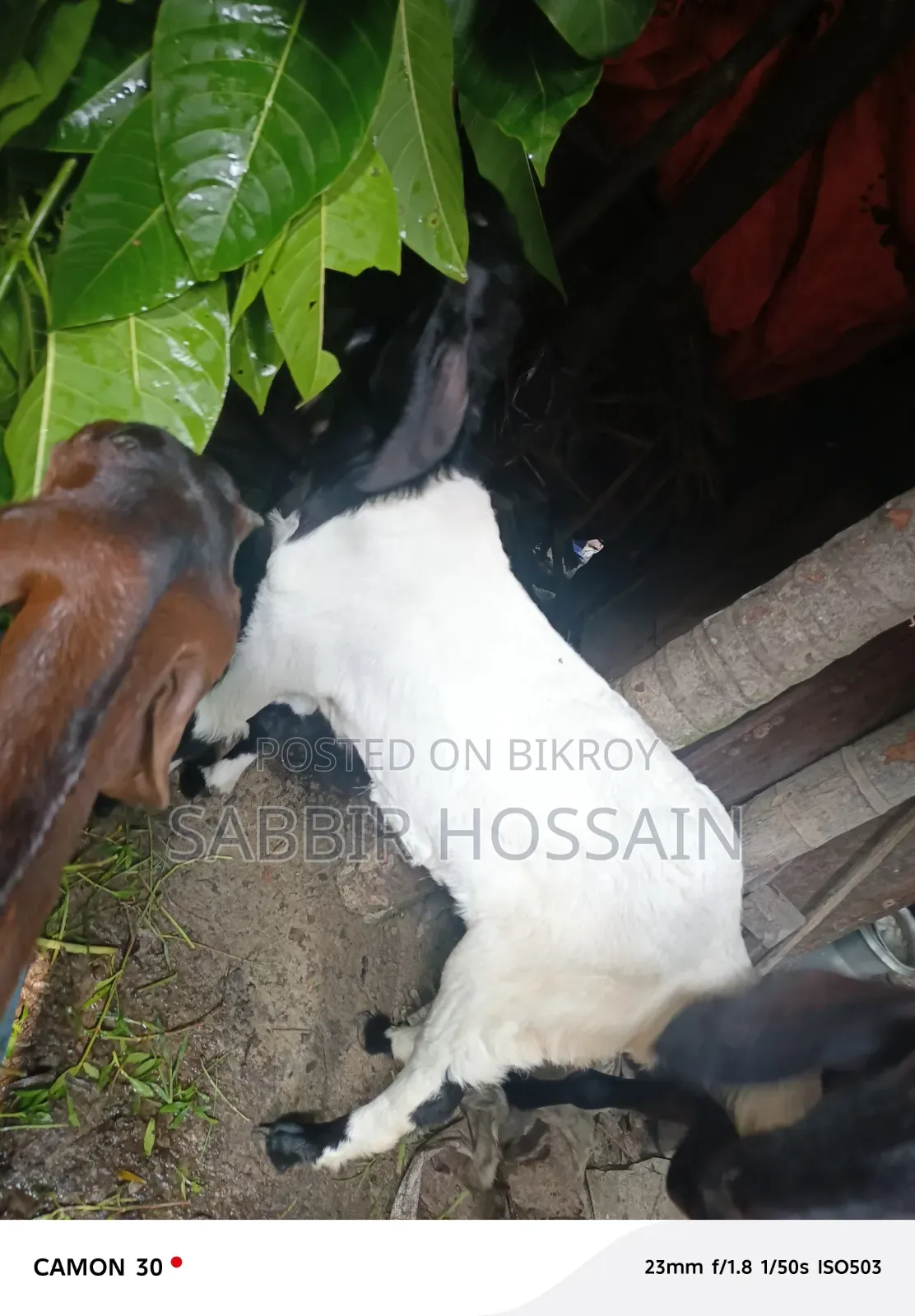 Goat for sale