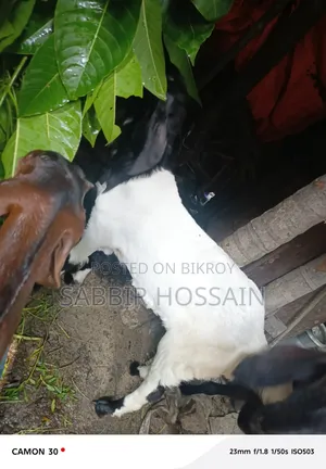 Goat for sale