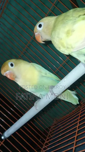 Love Bird
