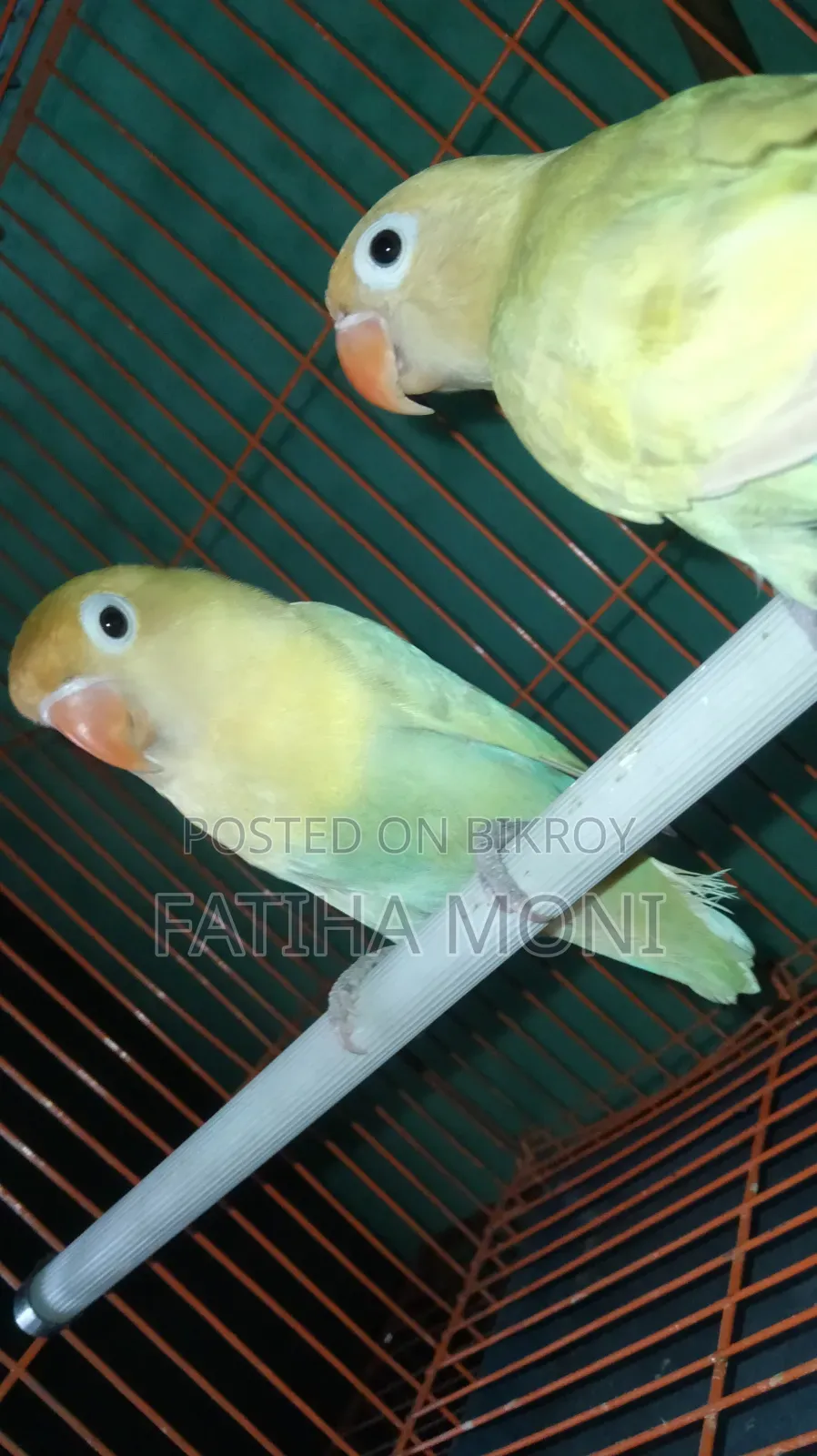 Love Bird