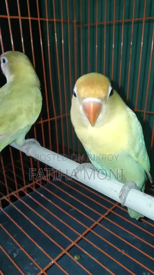 Love Bird