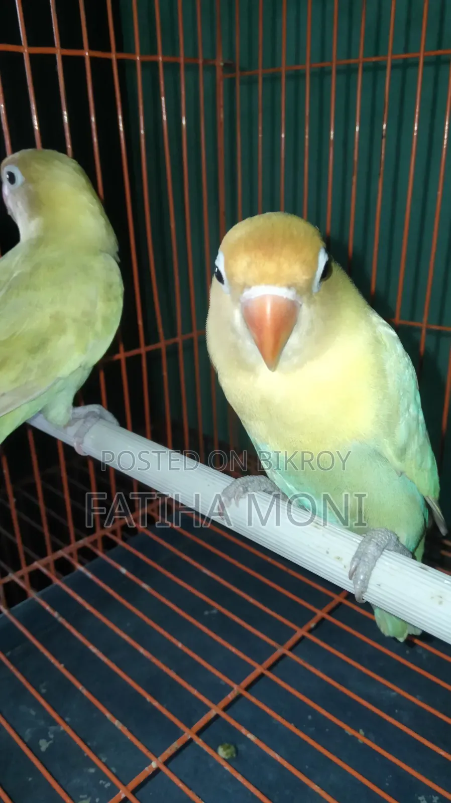 Love Bird