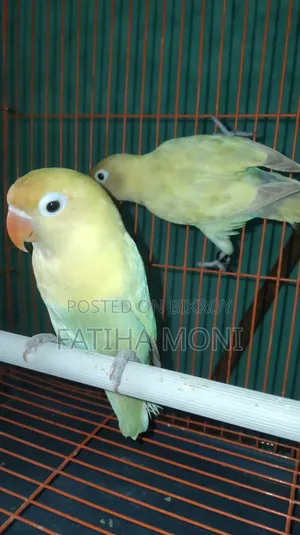Love Bird