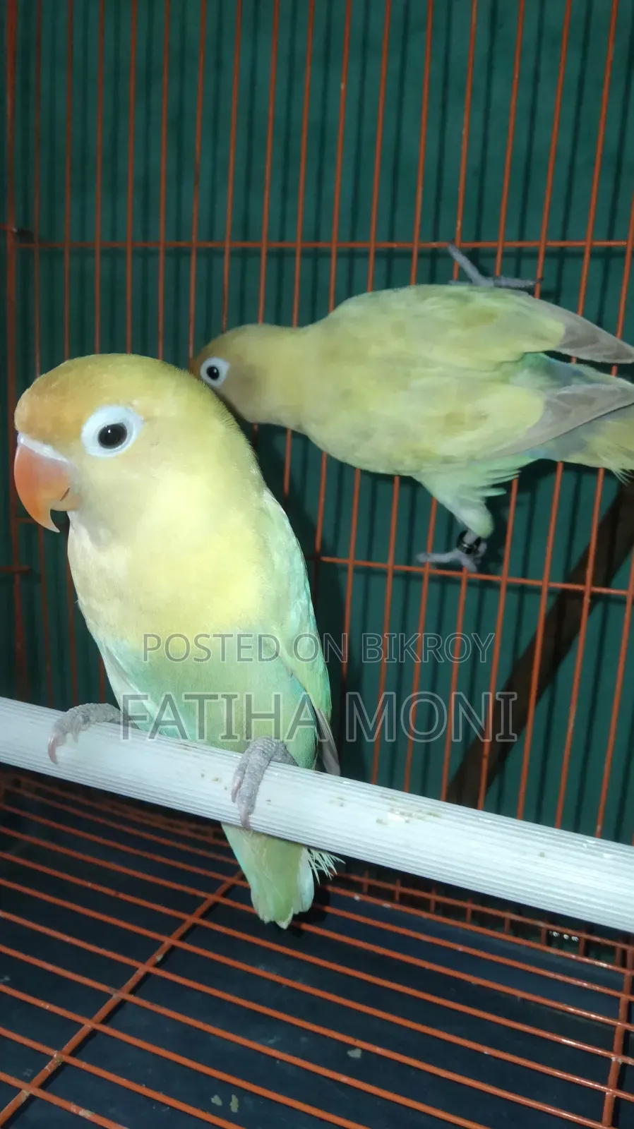 Love Bird