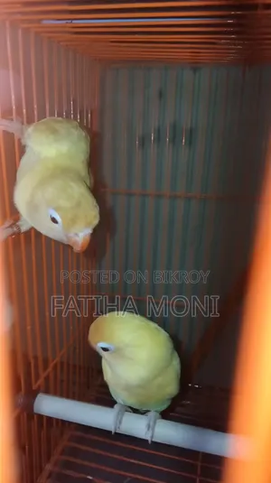 Love Bird
