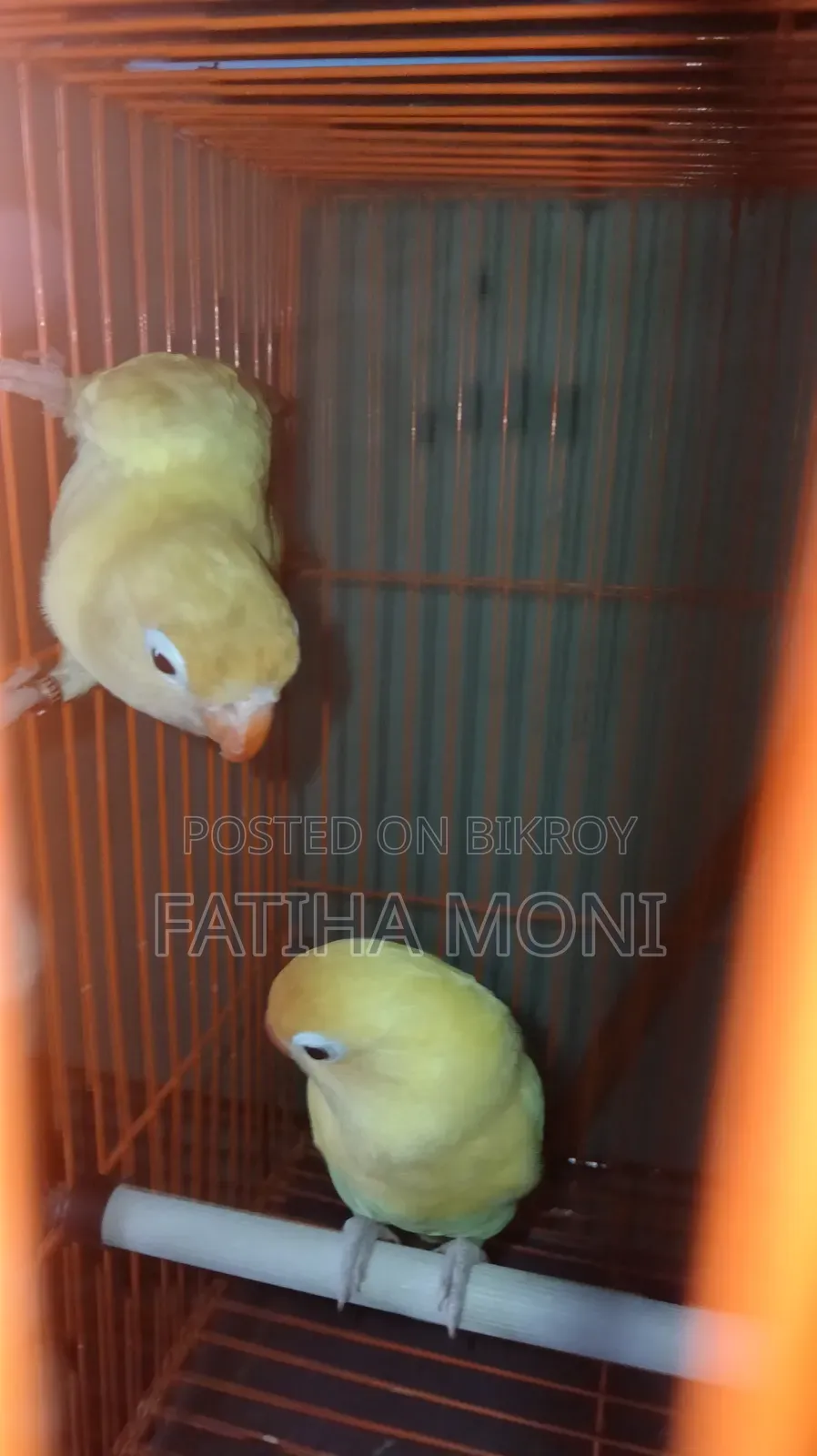 Love Bird