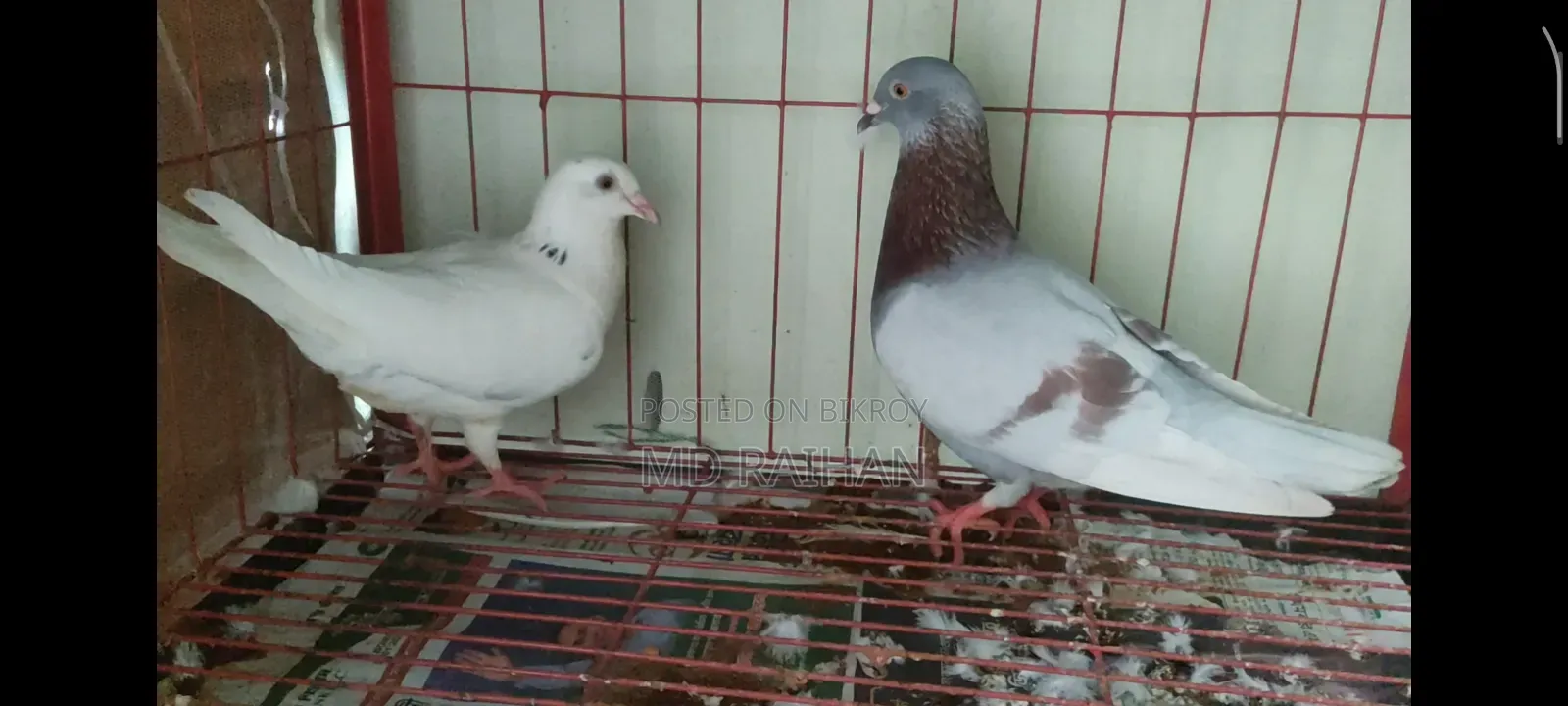 Huma Pigeon Pair Running