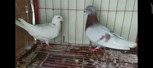 Huma Pigeon Pair Running