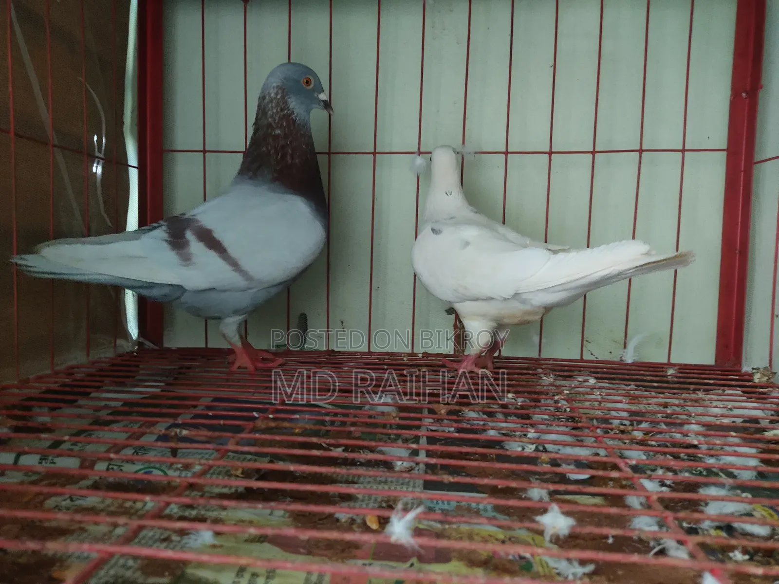 Huma Pigeon Pair Running