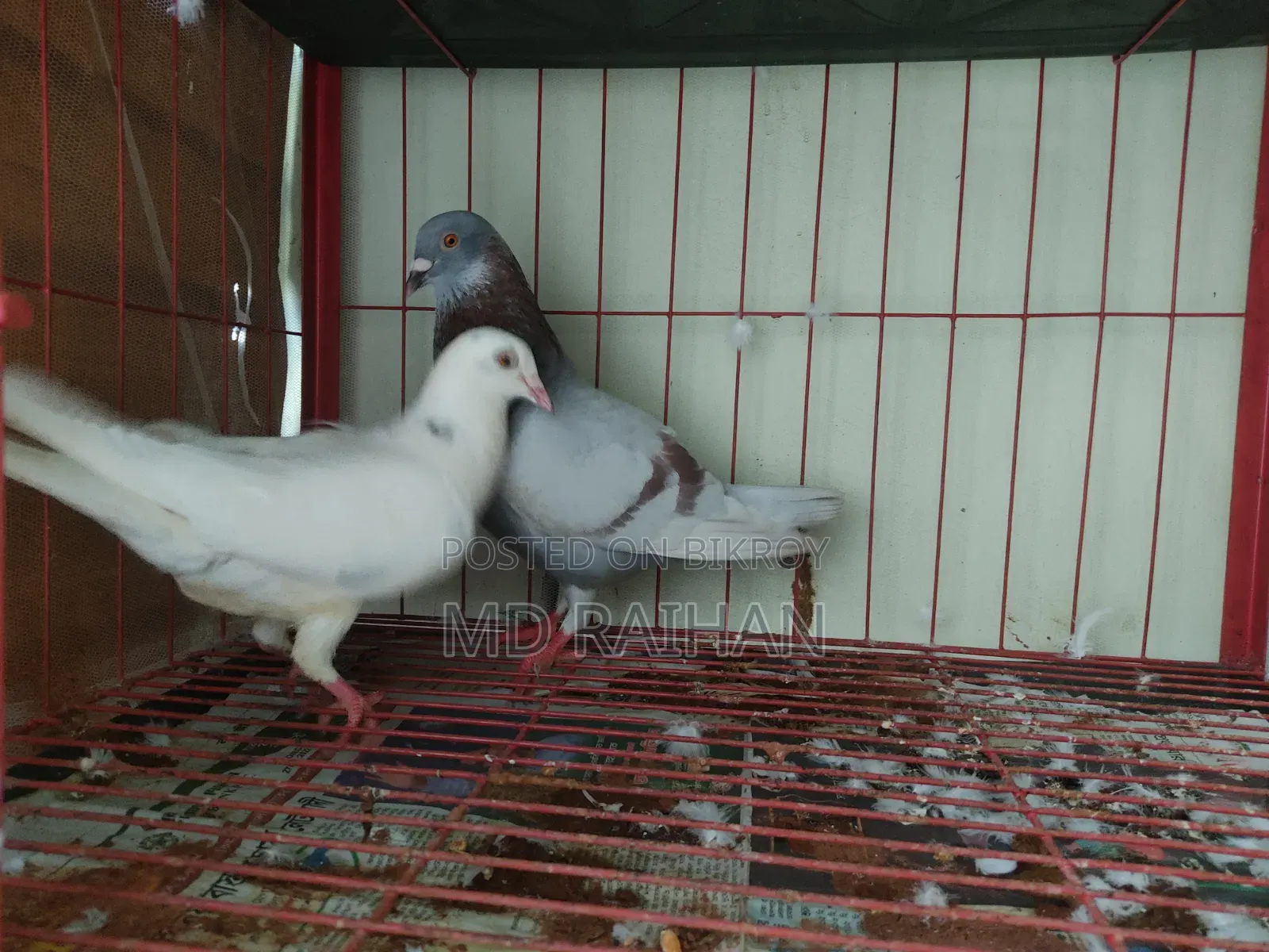 Huma Pigeon Pair Running