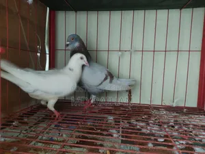 Huma Pigeon Pair Running