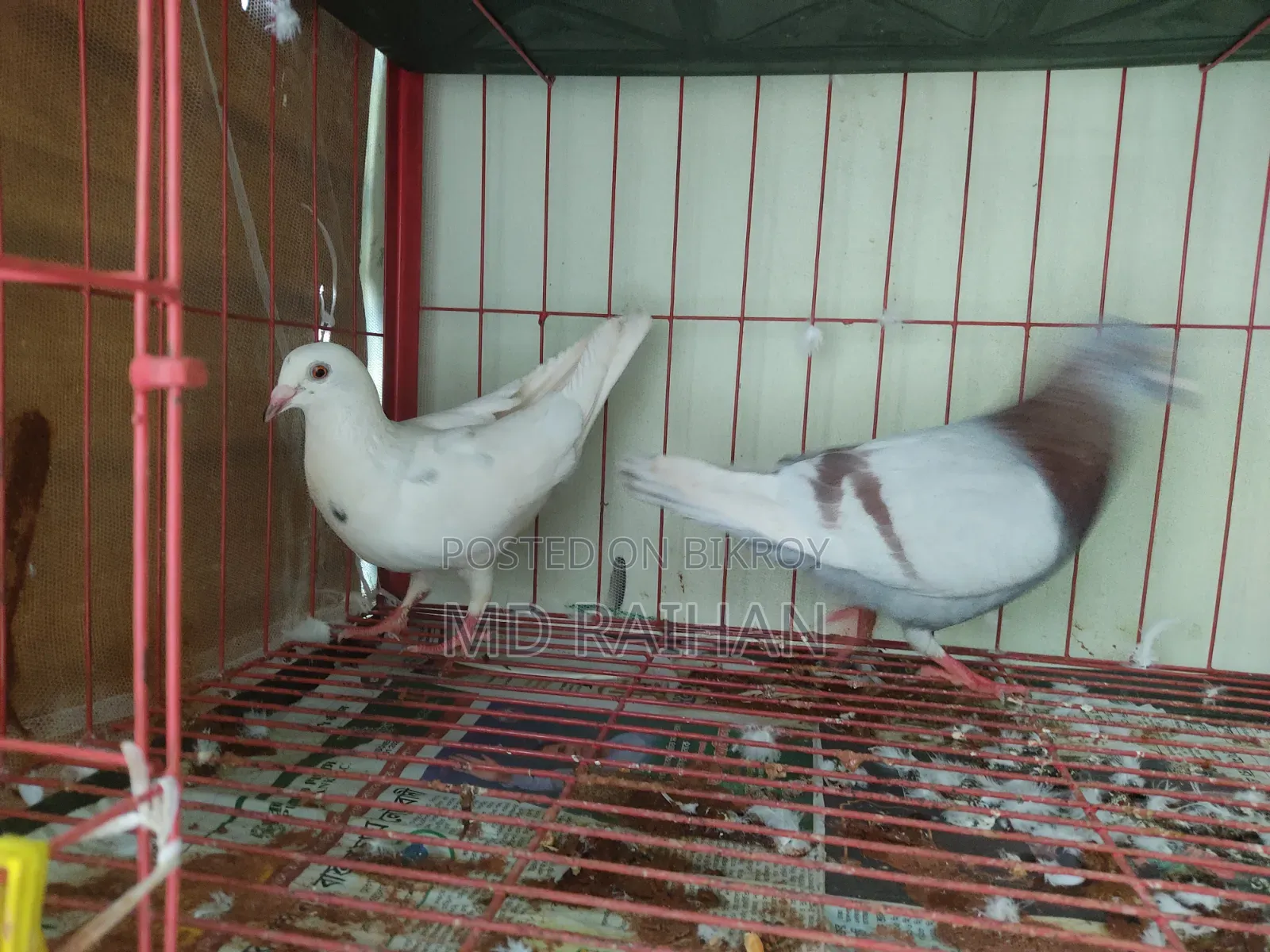 Huma Pigeon Pair Running