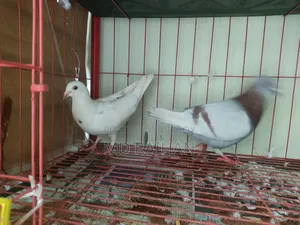 Huma Pigeon Pair Running