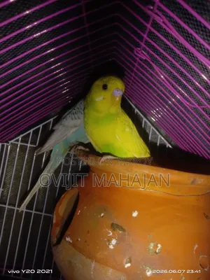 Budgerigar Bird