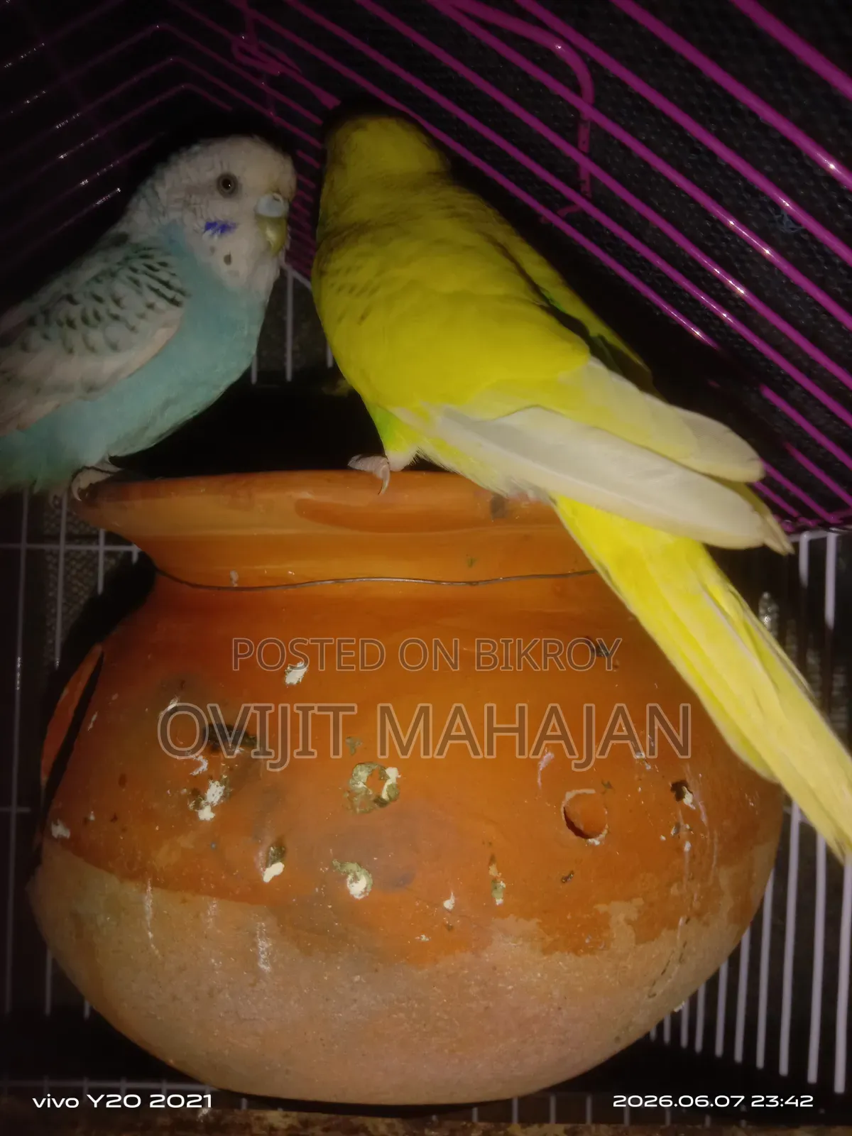 Budgerigar Bird