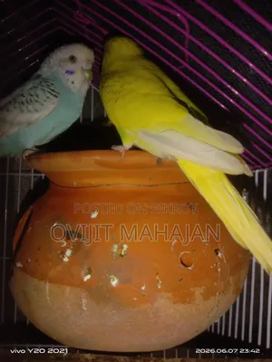 Budgerigar Bird