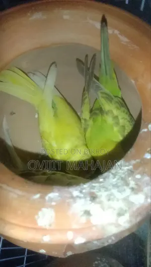 Budgerigar Bird
