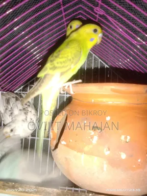 Budgerigar Bird