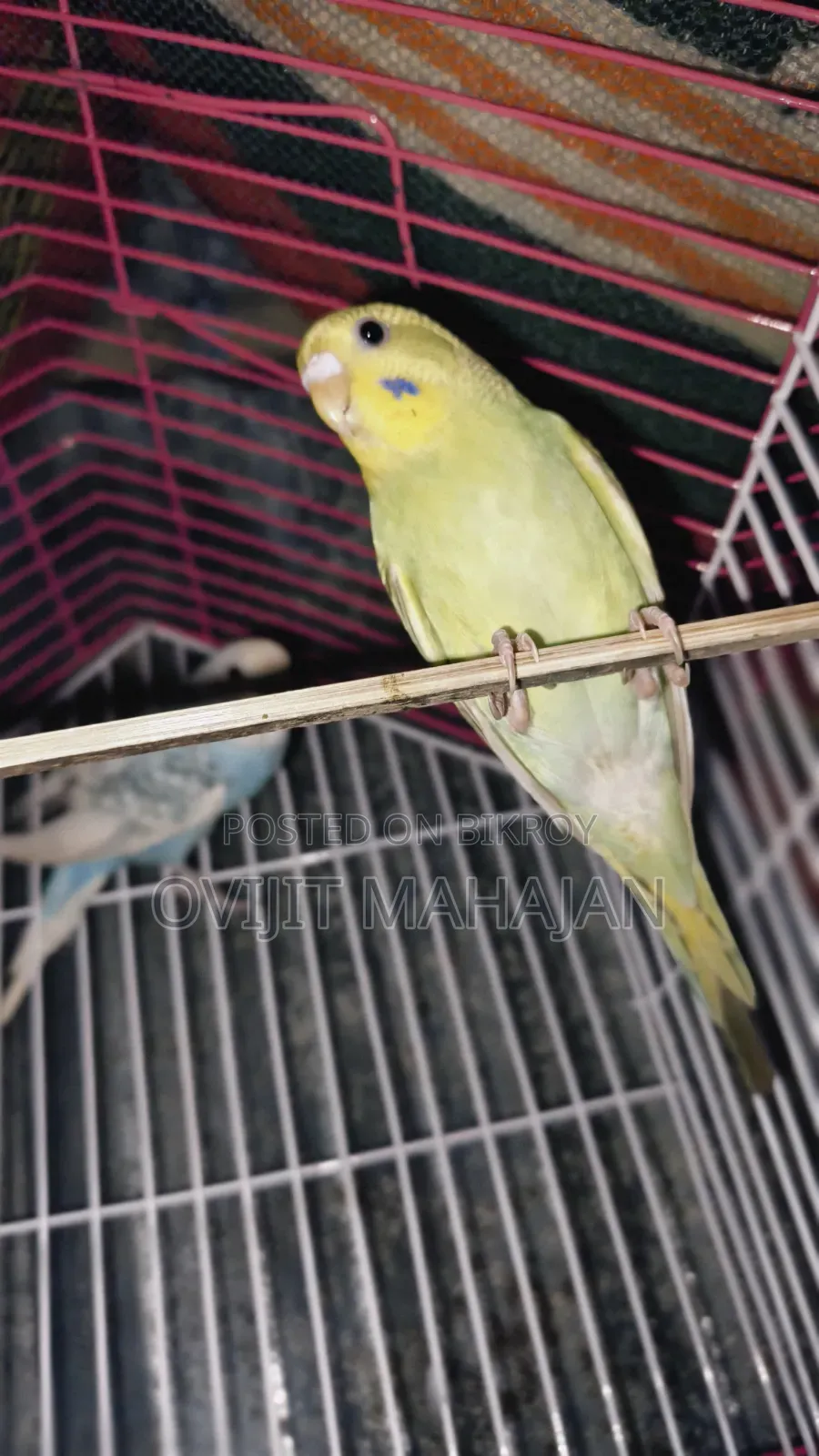 Budgerigar Bird