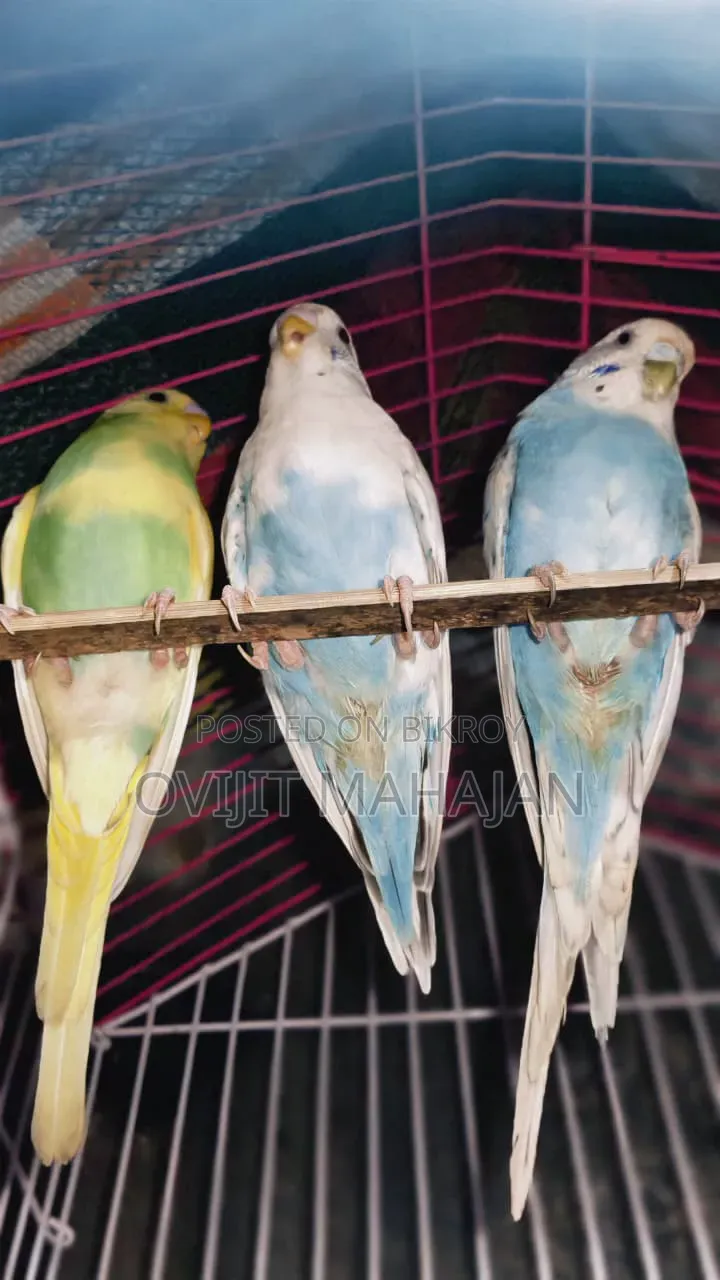 Budgerigar Bird