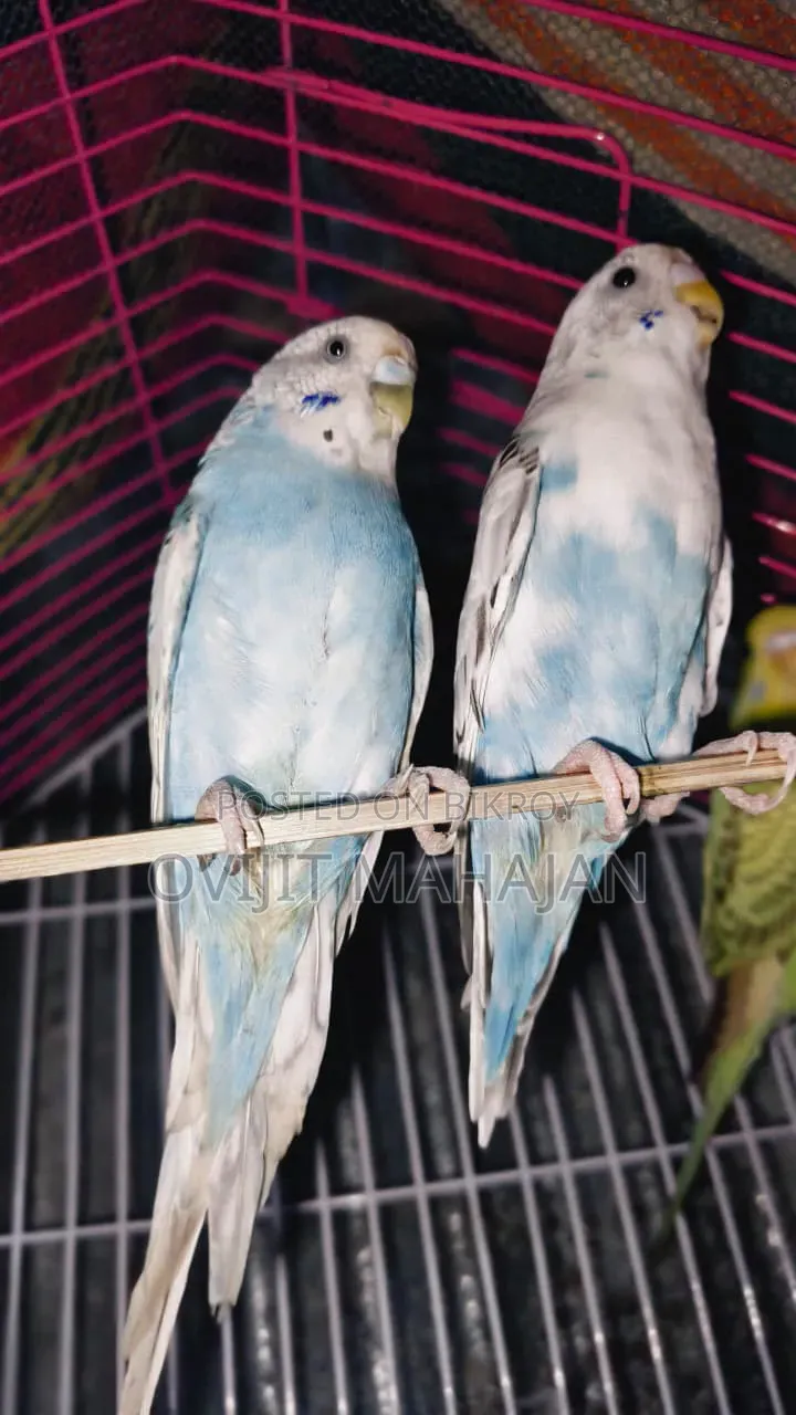 Budgerigar Bird