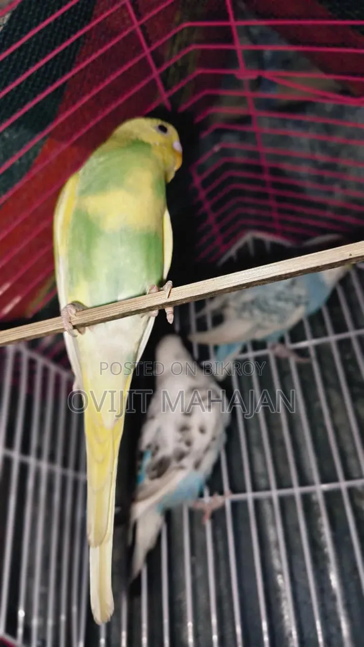 Budgerigar Bird