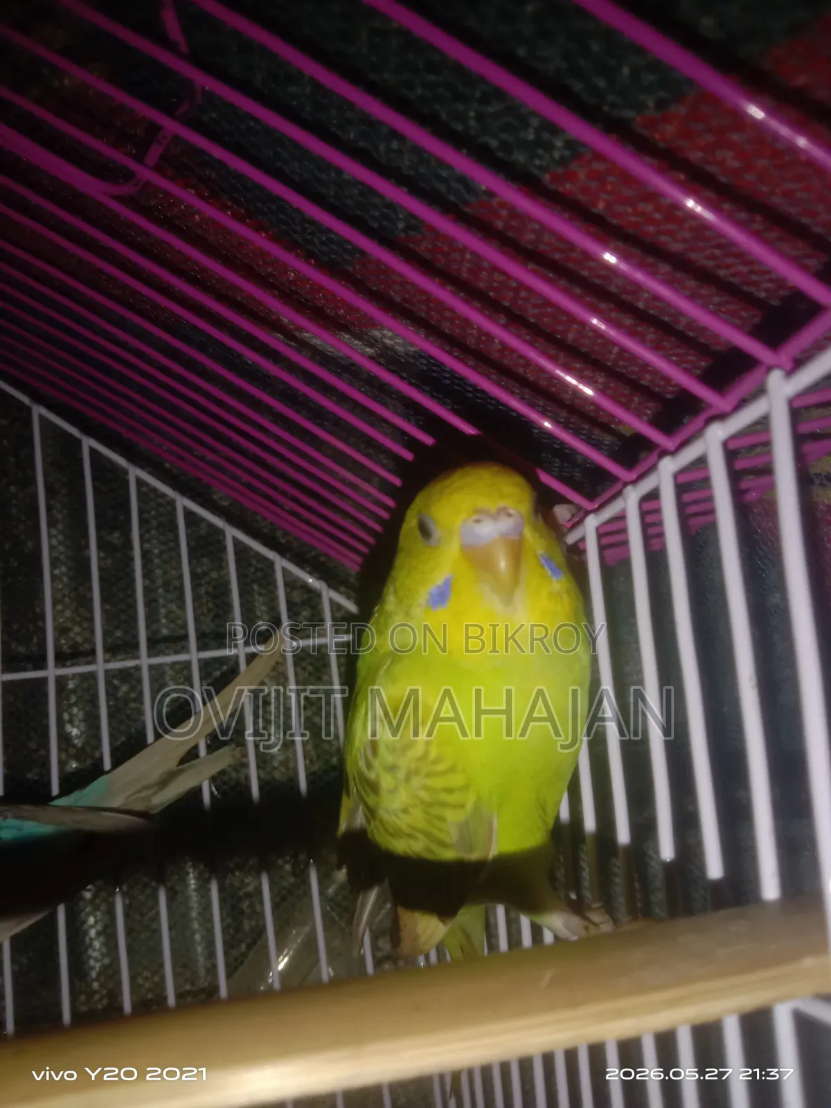 Budgerigar Bird