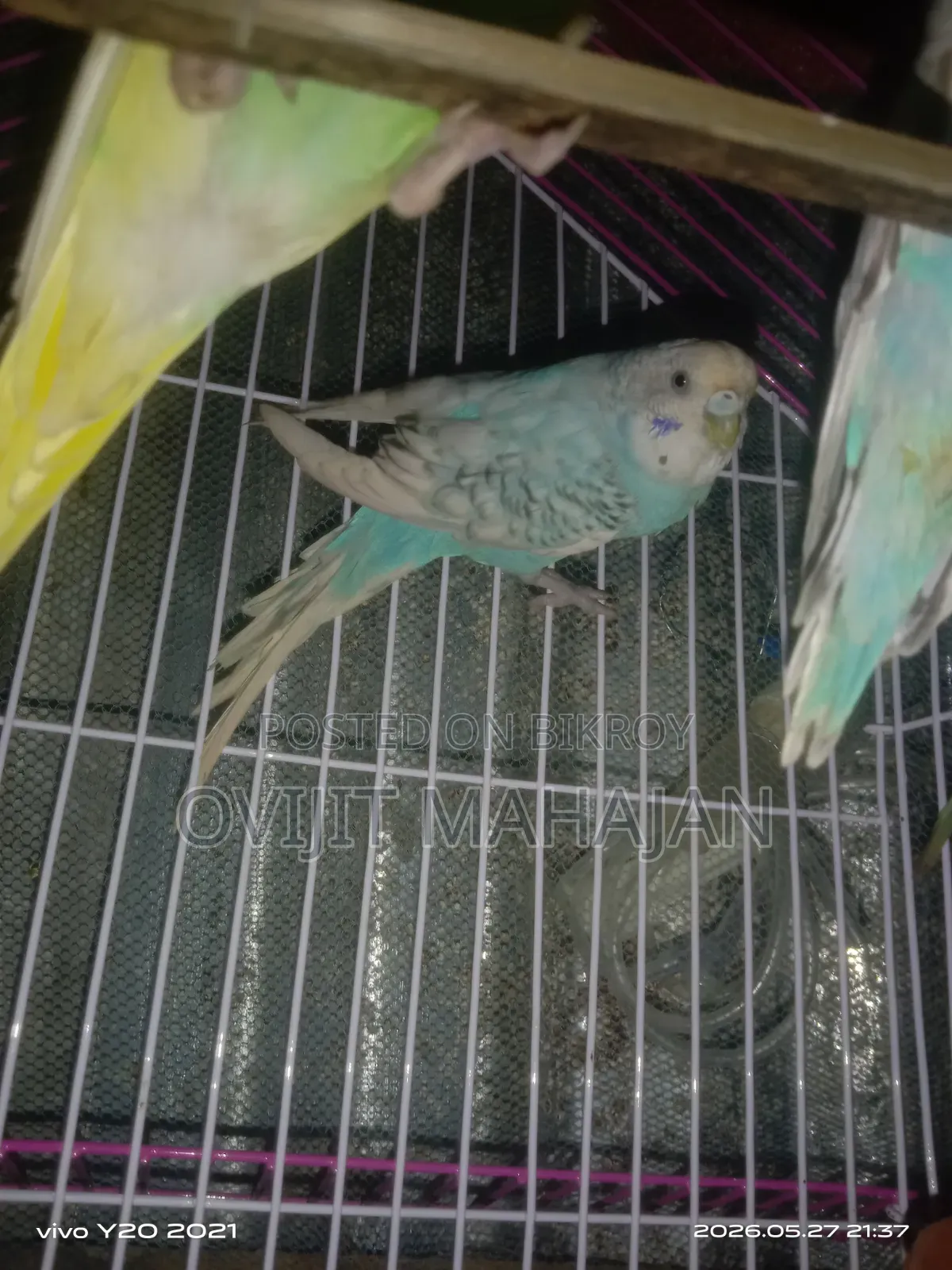 Budgerigar Bird