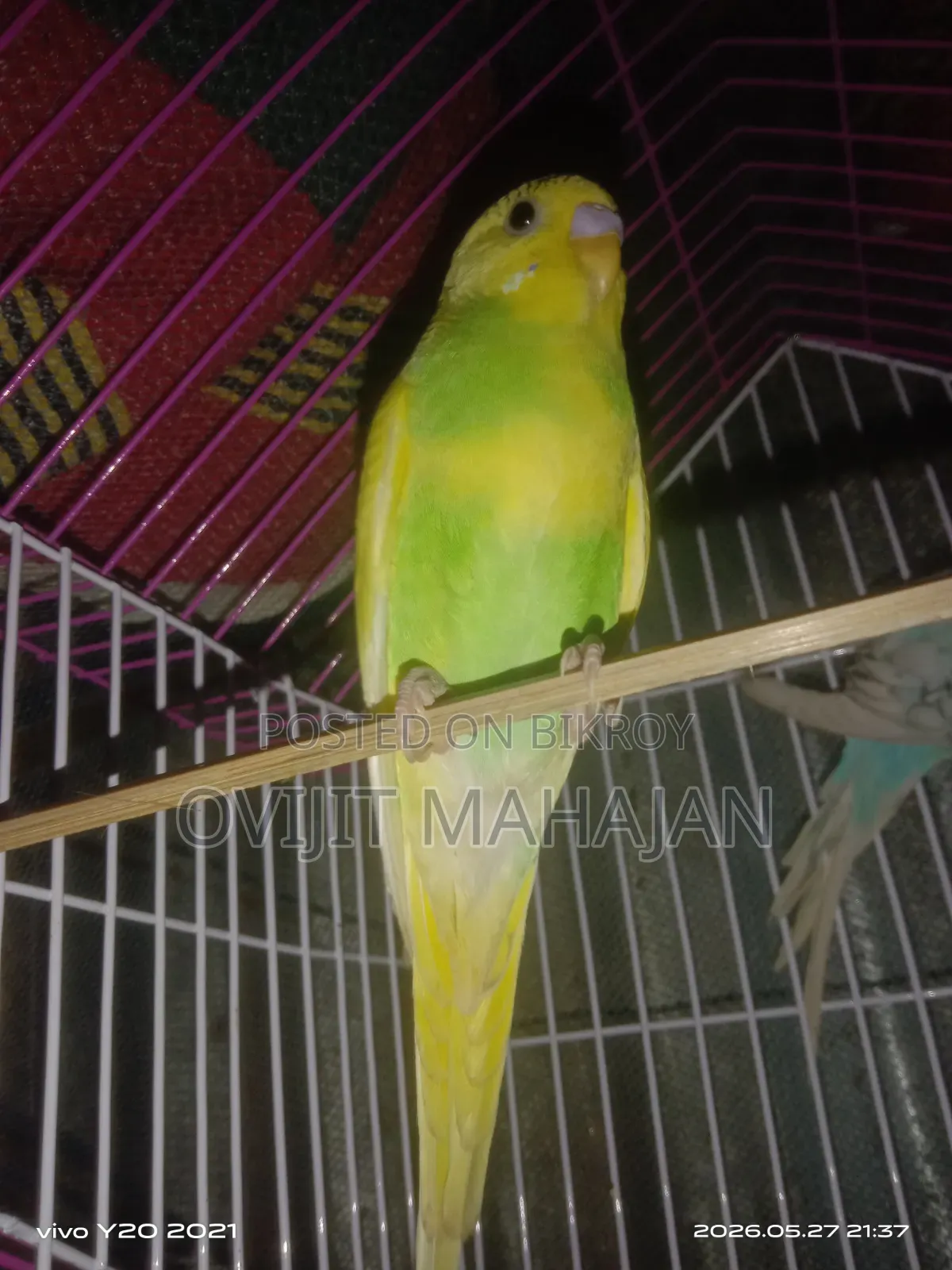 Budgerigar Bird