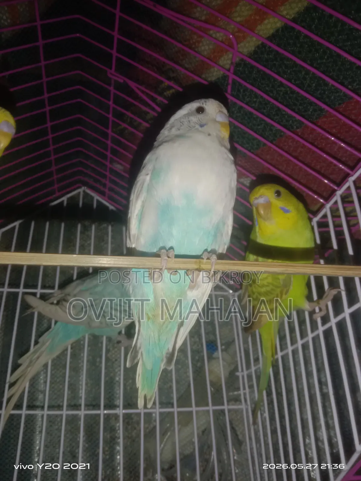 Budgerigar Bird