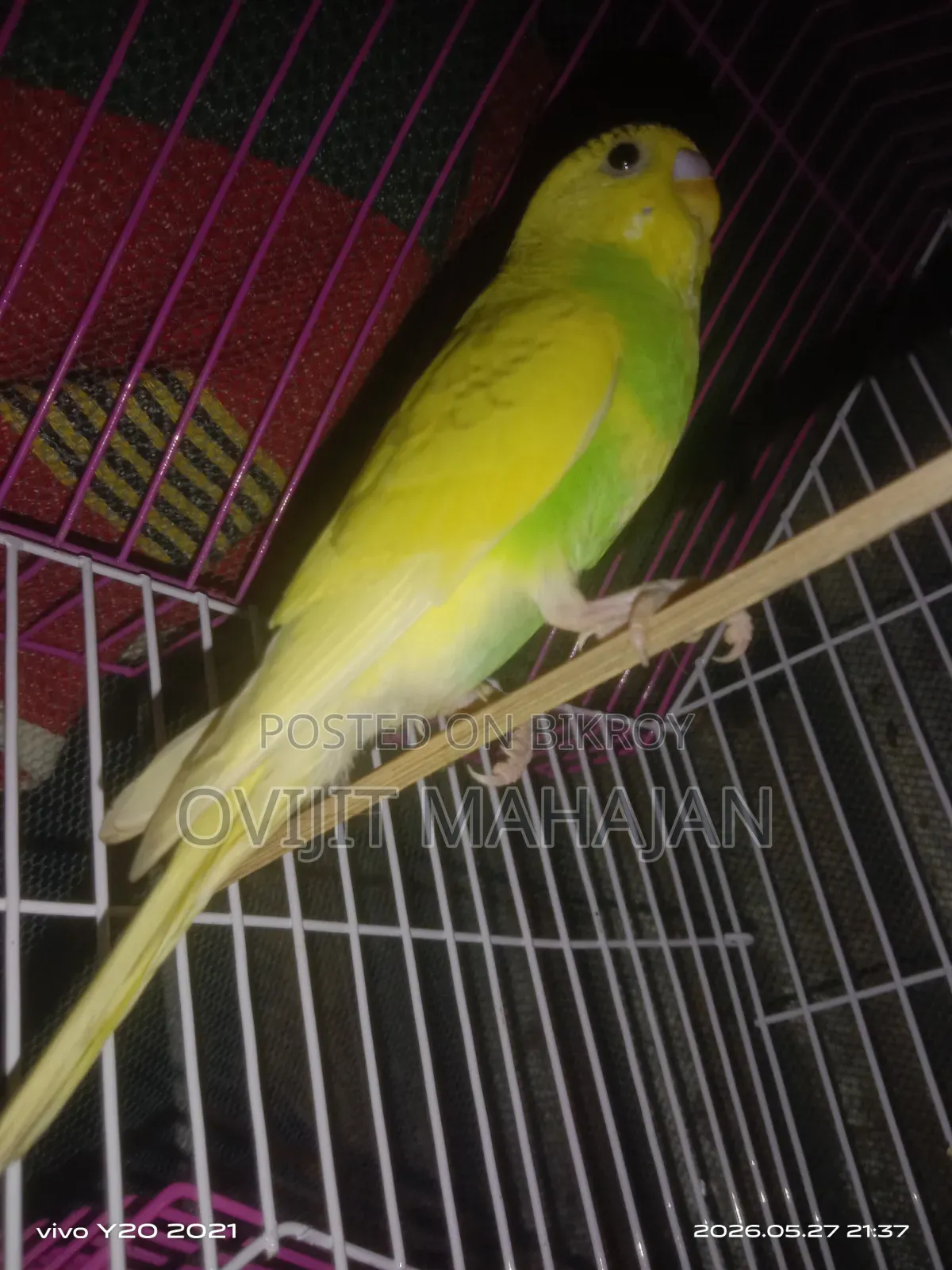 Budgerigar Bird