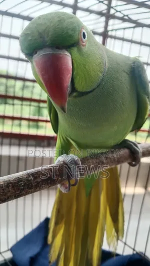 কথা বলা টিয়া পাখি