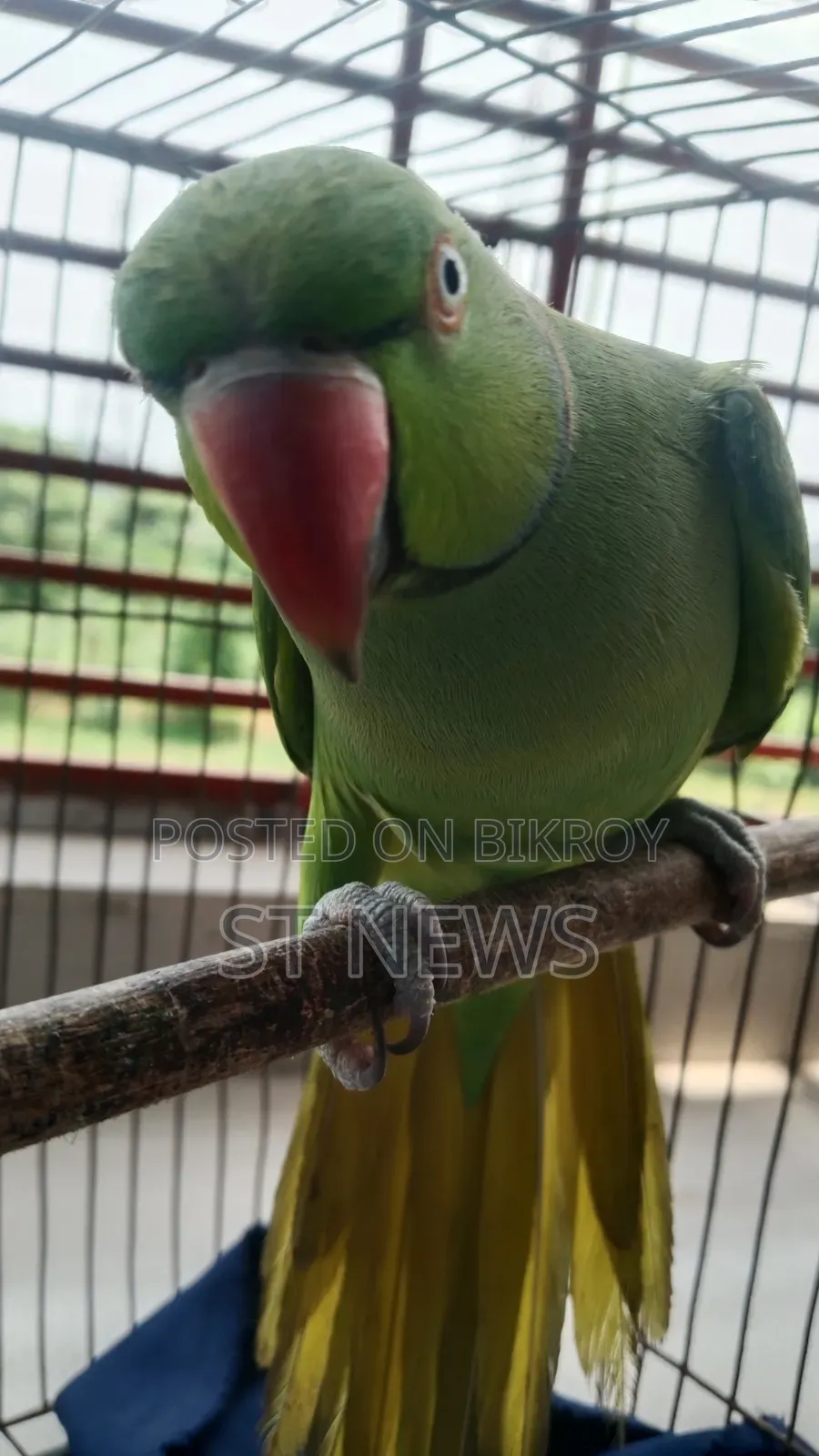 কথা বলা টিয়া পাখি