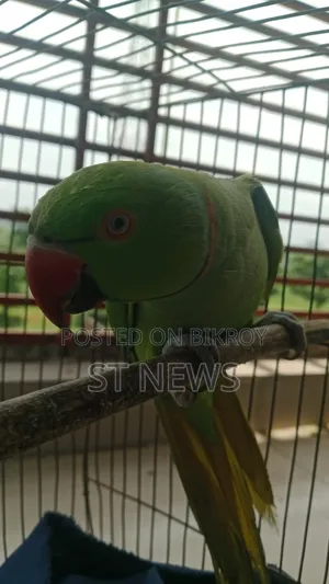 কথা বলা টিয়া পাখি