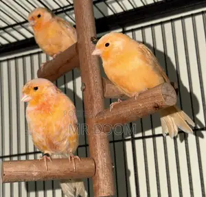 Canary Bird for Sell