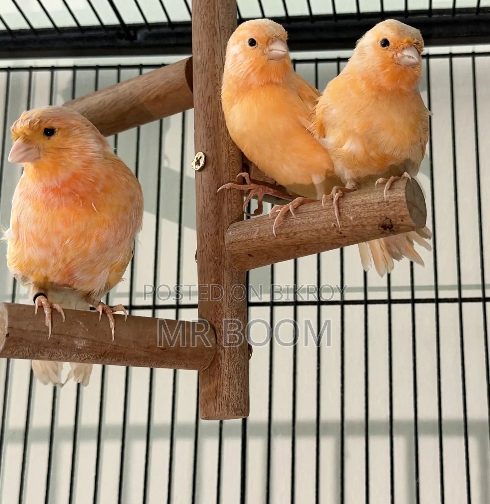 Canary Bird for Sell