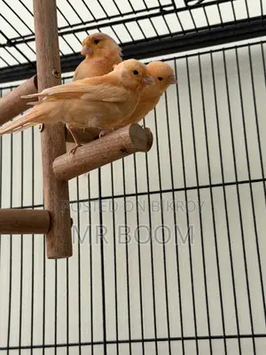 Canary Bird for Sell